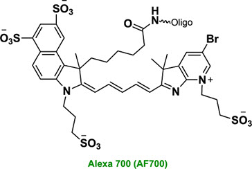 Bio-Synthesis Inc. Oligo Structure